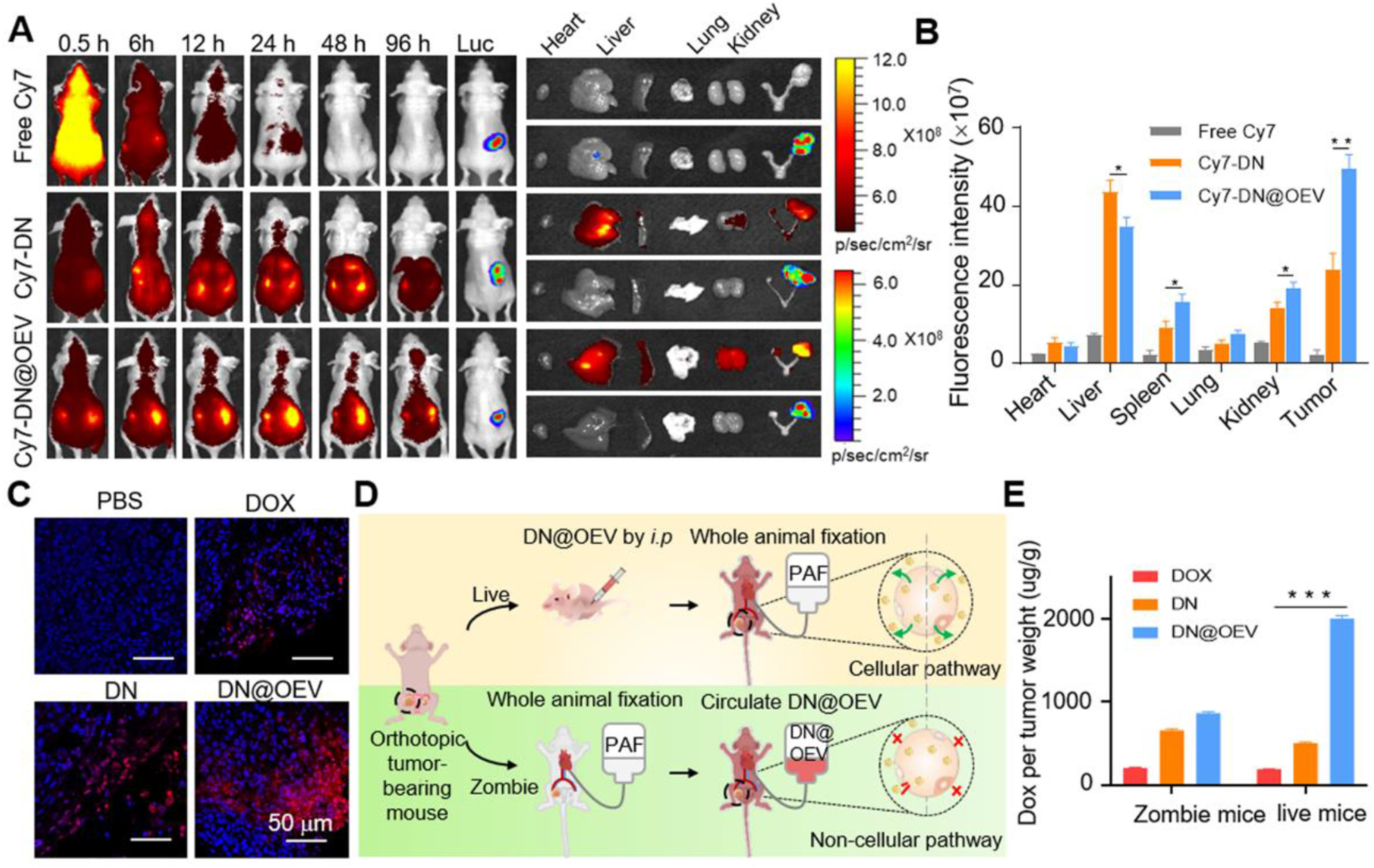 Fluorescence imaging and confocal analysis of DN@OEV biodistribution and tumor targeting in ovarian cancer mouse models.